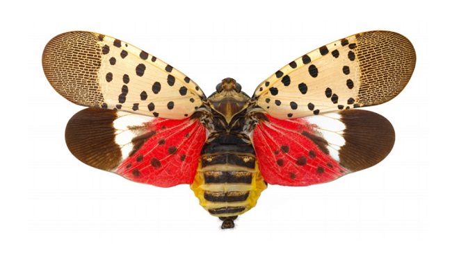 Why These Beautiful Spotted Lanternflies Must Die