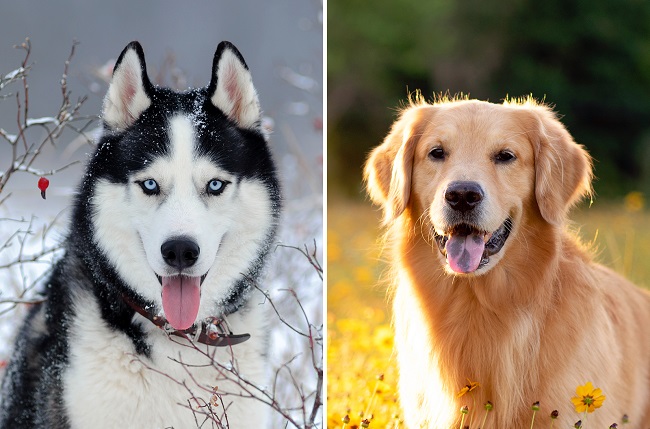 Dog Owner’s Siberian Husky and Golden Retriever Have “Accidental" Puppy Together